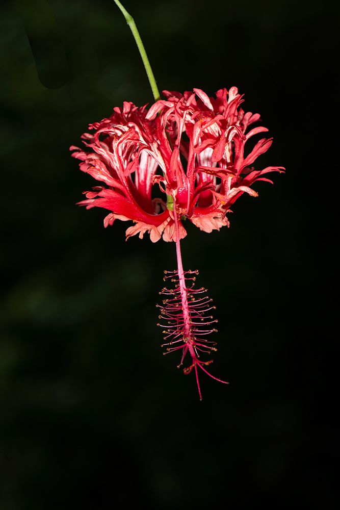 Costa Rica-hibiscus art print by George and Marilu Theodore for $57.95 CAD