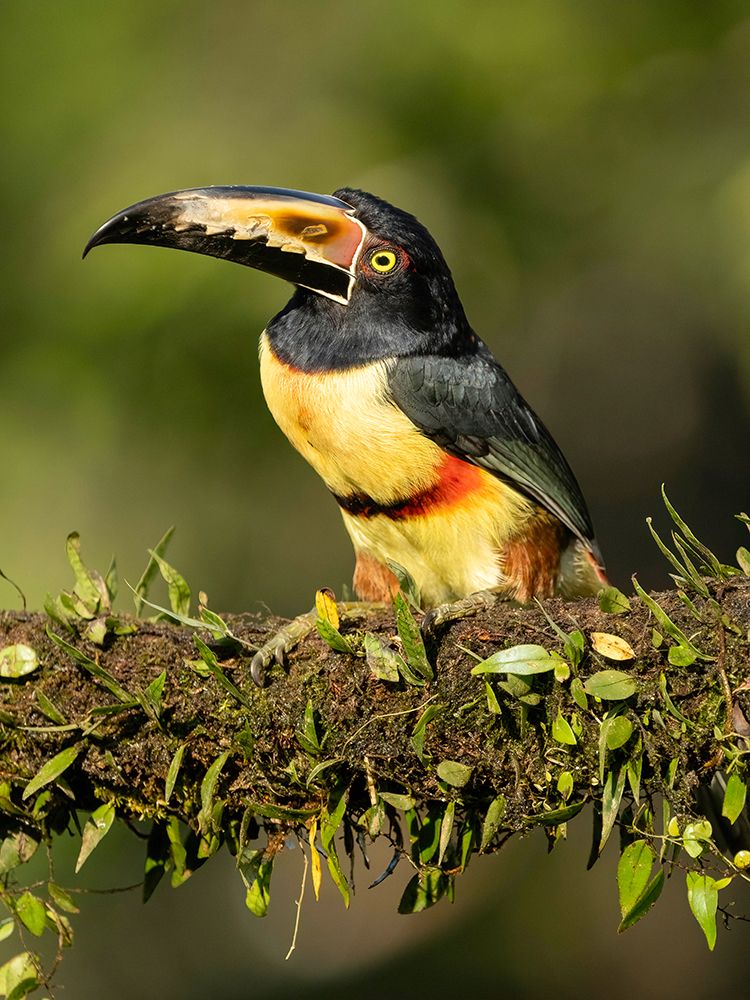 Collared Aracari- perched on branch- Costa Rica- Central America art print by Joe and Maryann McDonald for $57.95 CAD