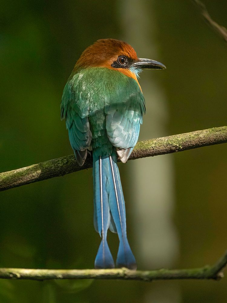 Broad-billed motmot on limb- Costa Rica- Central America art print by Joe and Maryann McDonald for $57.95 CAD