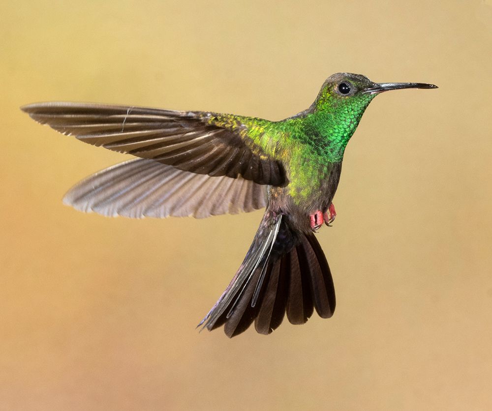 Bronze-tailed plumeleteer flying- Costa Rica- Central America art print by Joe and Maryann McDonald for $57.95 CAD