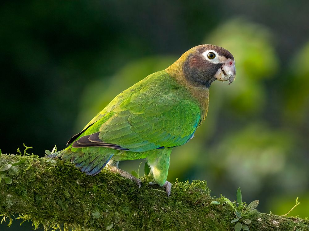 Brown-hooded parrot- Costa Rica- Central America art print by Joe and Maryann McDonald for $57.95 CAD