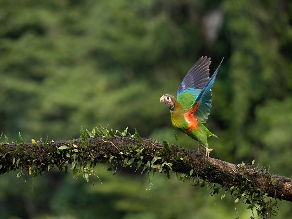 Brown-hooded parrot- Costa Rica- Central America art print by Joe and Maryann McDonald for $57.95 CAD