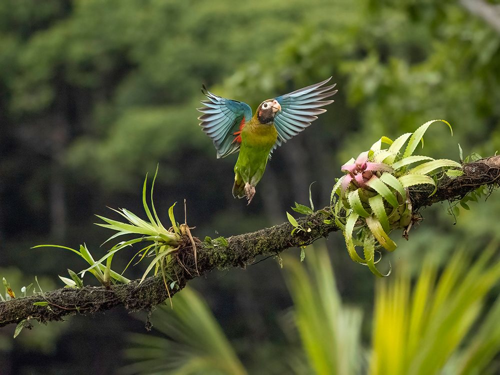 Brown-hooded parrot- Costa Rica- Central America art print by Joe and Maryann McDonald for $57.95 CAD