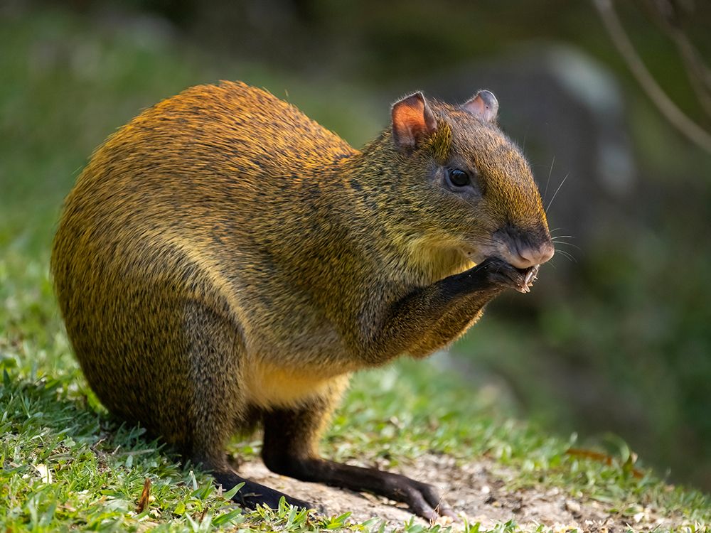 Central America Agouti- Bosque del Paz- Costa Rica art print by Joe and Maryann McDonald for $57.95 CAD