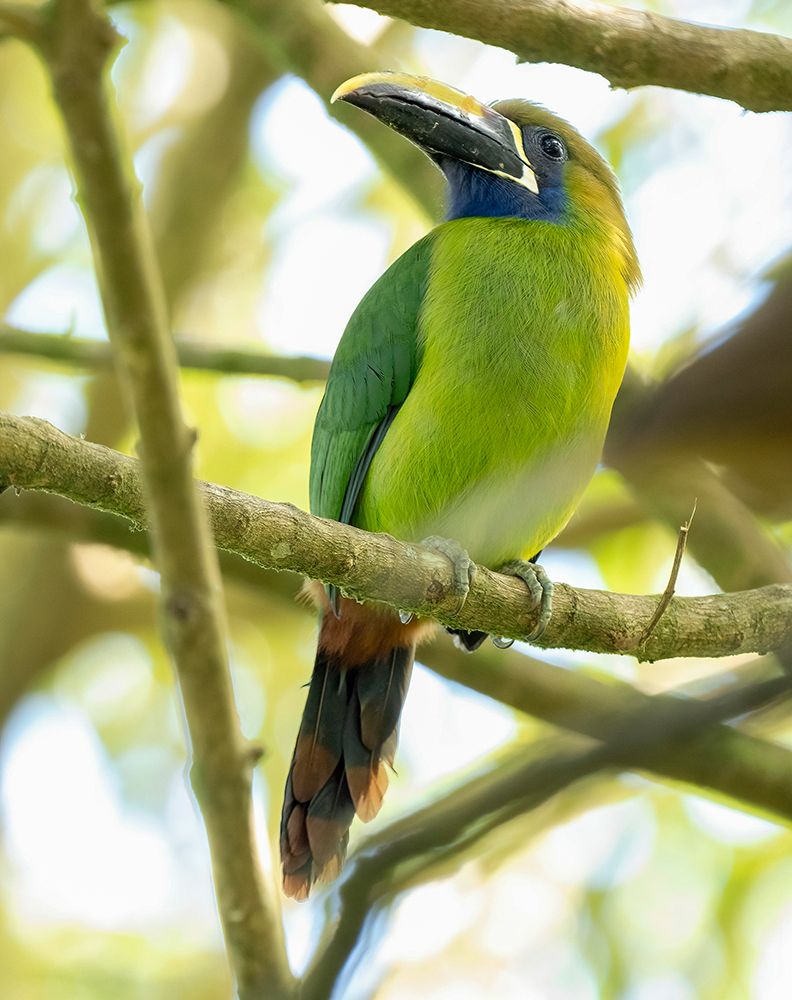 Emerald Toucanet- Costa Rica- Central America art print by Joe and Maryann McDonald for $57.95 CAD