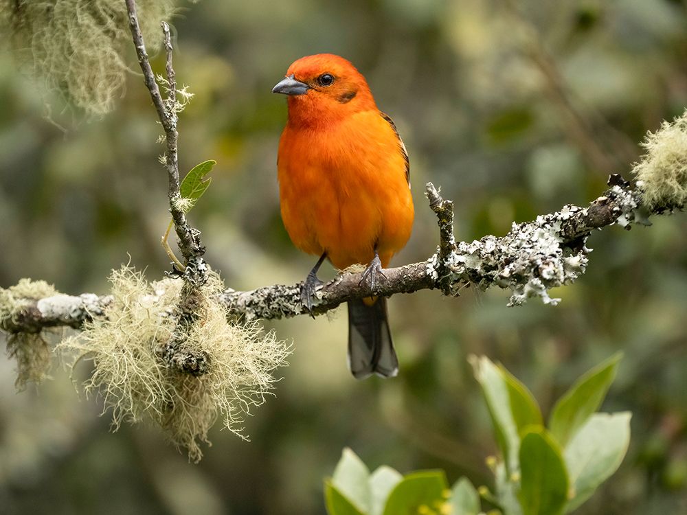 Flame-colored tanager- Costa Rica- Central America art print by Joe and Maryann McDonald for $57.95 CAD