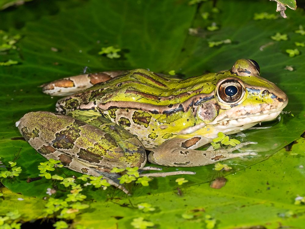 Forrers Grass Frog- Forrers Leopard Frog- Costa Rica art print by Joe and Maryann McDonald for $57.95 CAD