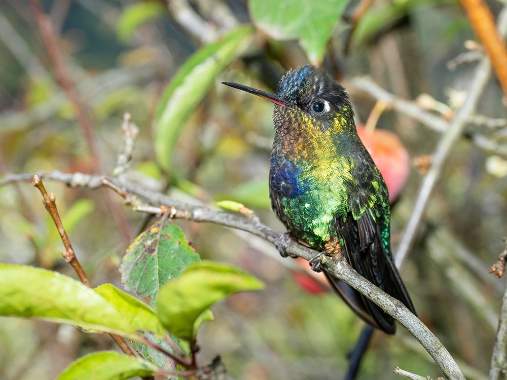 Fiery-throated hummingbird- Costa Rica- Central America art print by Joe and Maryann McDonald for $57.95 CAD