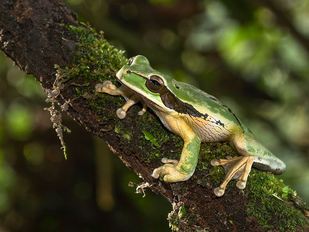 Masked Treefrog- Costa Rica- Central America art print by Joe and Maryann McDonald for $57.95 CAD