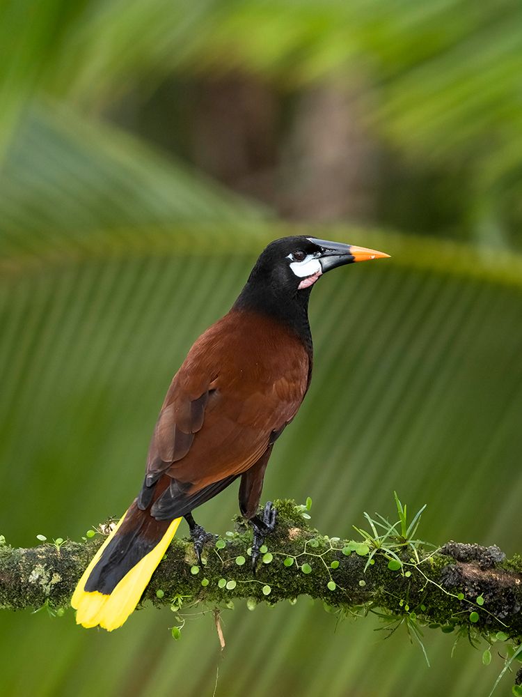 Montezuma oropendola- Costa Rica- Central America art print by Joe and Maryann McDonald for $57.95 CAD