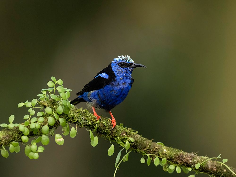 Red-legged honeycreeper- Costa Rica- Central America art print by Joe and Maryann McDonald for $57.95 CAD