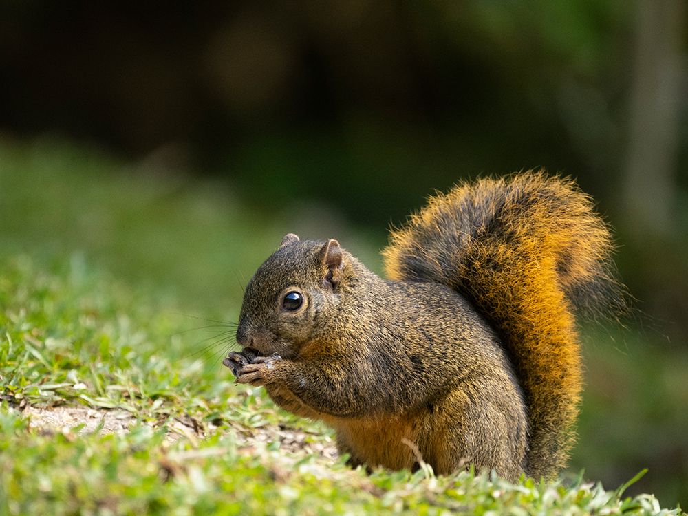 Red-tailed Squirrel- Bosque del Paz- Costa Rica art print by Joe and Maryann McDonald for $57.95 CAD