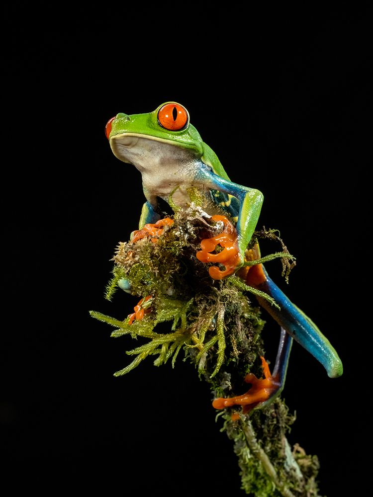 Red-eyed Treefrog- Costa Rica- Central America art print by Joe and Maryann McDonald for $57.95 CAD