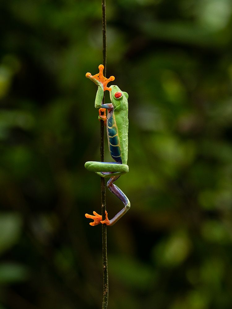 Red-eyed Treefrog- Costa Rica- Central America art print by Joe and Maryann McDonald for $57.95 CAD