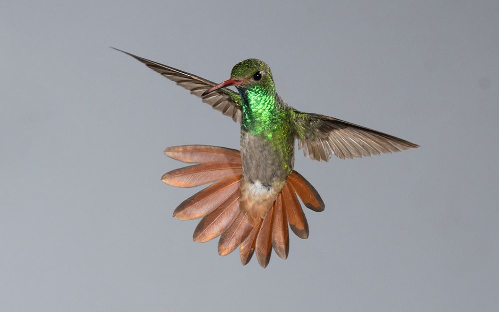 Rufous-tailed Hummingbird- Costa Rica- Central America art print by Joe and Maryann McDonald for $57.95 CAD