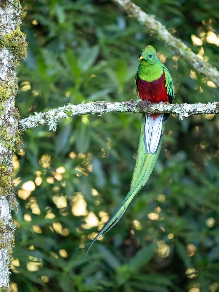 Resplendent quetzal- Costa Rica art print by Joe and Maryann McDonald for $57.95 CAD