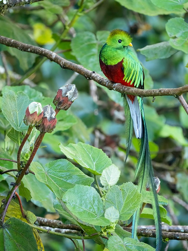 Resplendent quetzal- Costa Rica art print by Joe and Maryann McDonald for $57.95 CAD