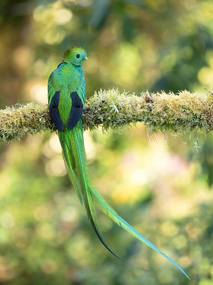 Resplendent quetzal- Costa Rica art print by Joe and Maryann McDonald for $57.95 CAD