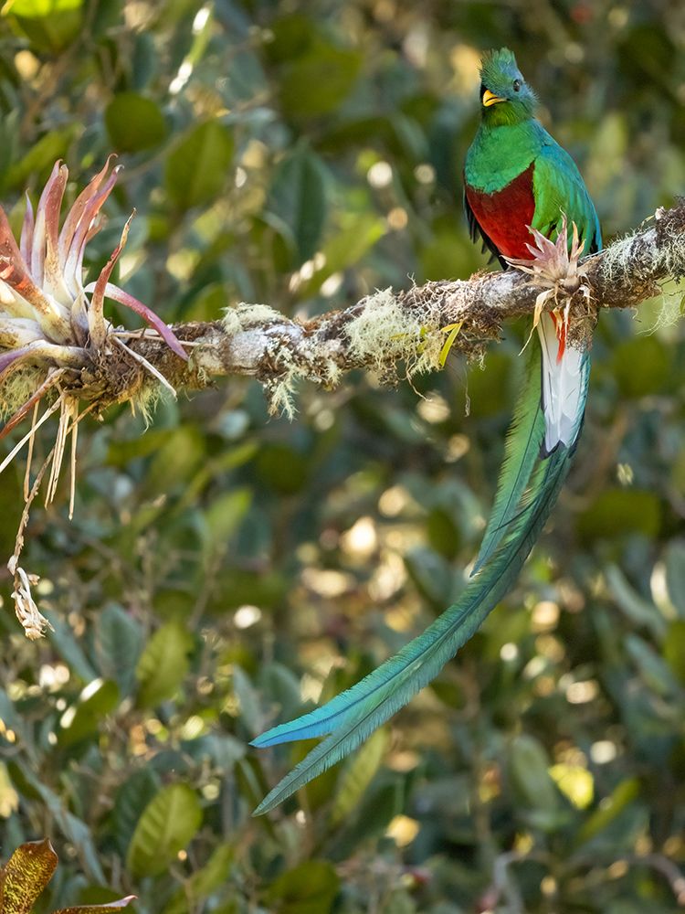 Resplendent quetzal- Costa Rica art print by Joe and Maryann McDonald for $57.95 CAD