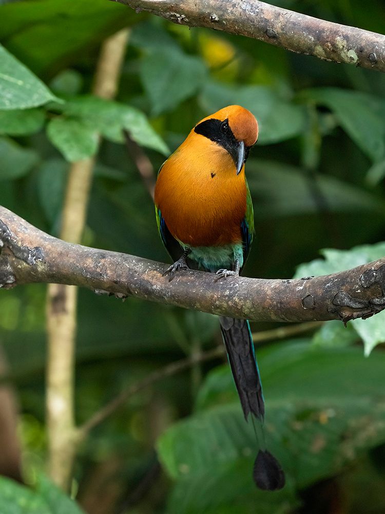 Rufous Motmot- Costa Rica- Central America art print by Joe and Maryann McDonald for $57.95 CAD