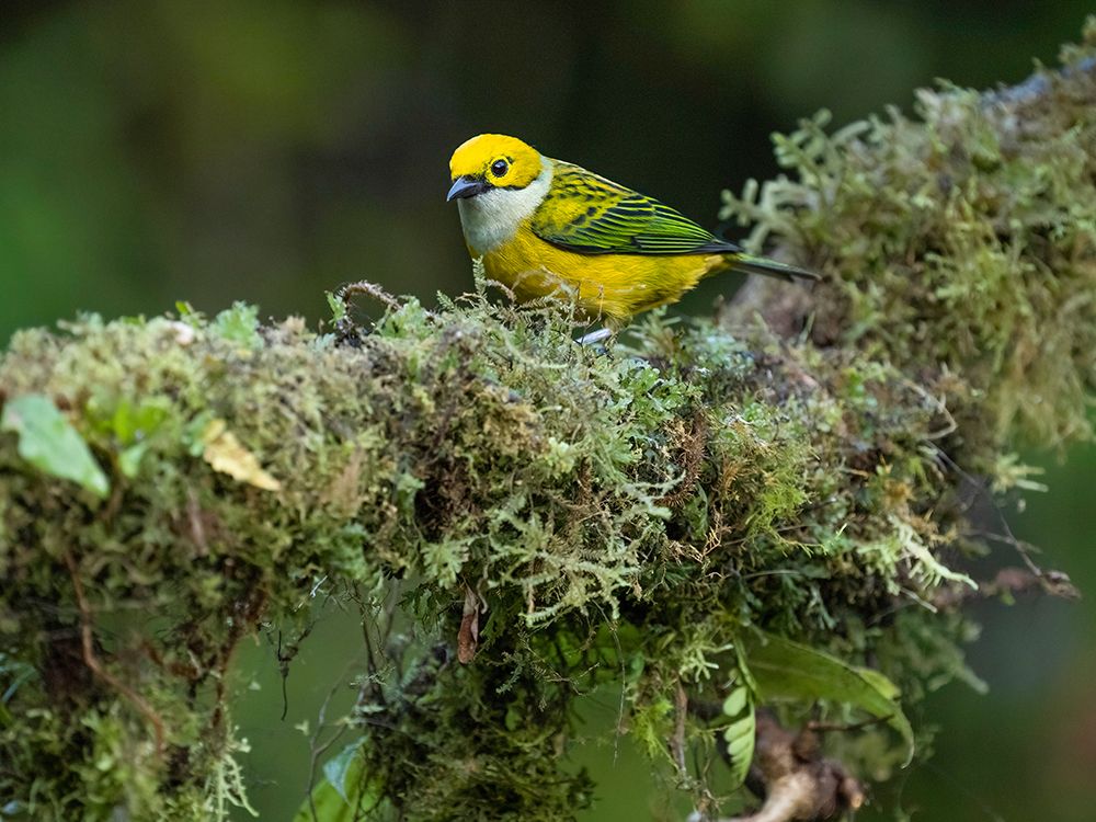 Silver-throated Tanager sitting on tree branch- Costa Rica- Central America art print by Joe and Maryann McDonald for $57.95 CAD