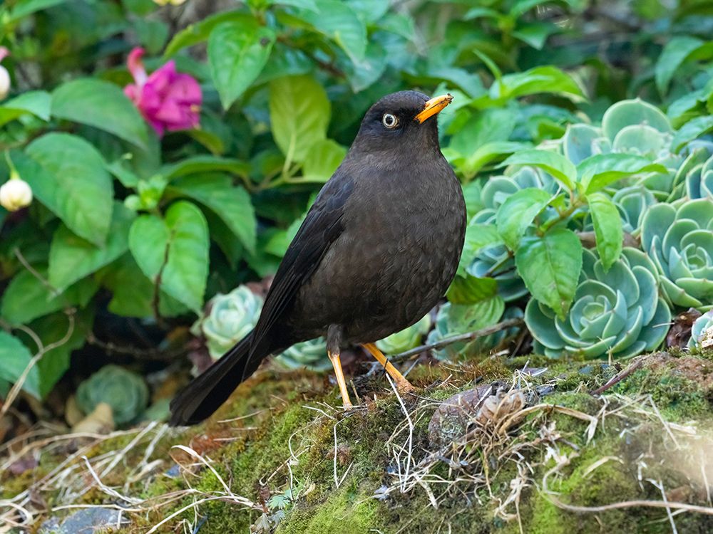 Sooty Robin- aka Sooty Thrush- Costa Rica- Central America art print by Joe and Maryann McDonald for $57.95 CAD