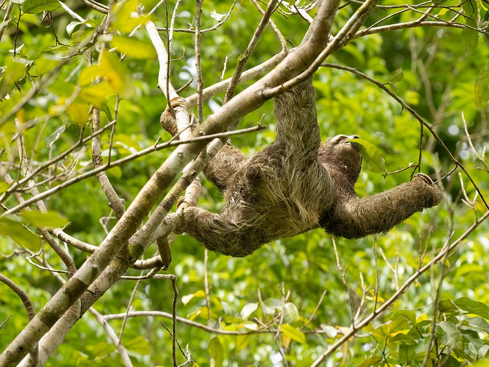Brown-throated sloth- Costa Rica- Central America art print by Joe and Maryann McDonald for $57.95 CAD
