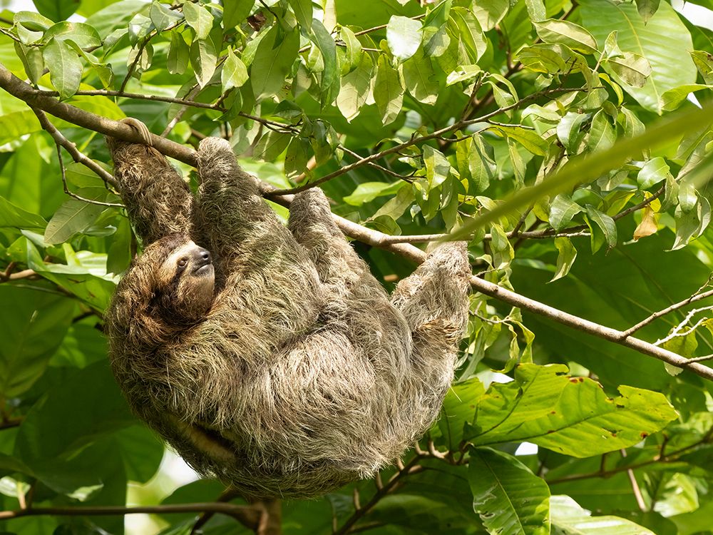 Brown-throated sloth- Costa Rica- Central America art print by Joe and Maryann McDonald for $57.95 CAD