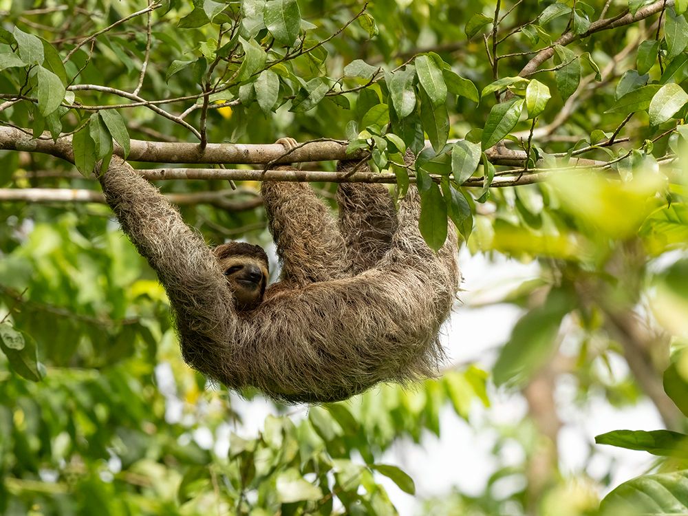 Brown-throated sloth- Costa Rica- Central America art print by Joe and Maryann McDonald for $57.95 CAD