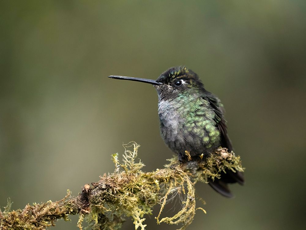 Talamanca Hummingbird- Costa Rica- Central America art print by Joe and Maryann McDonald for $57.95 CAD