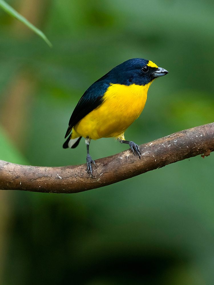 Yellow-throated euphonia perching- Costa Rica- Cantal America art print by Joe and Maryann McDonald for $57.95 CAD