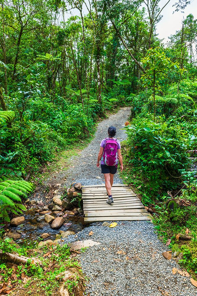 Hiker on the Rio Celeste trail, Tenorio Volcano National Park, Guanacaste Province, Costa Rica. art print by Russ Bishop for $57.95 CAD