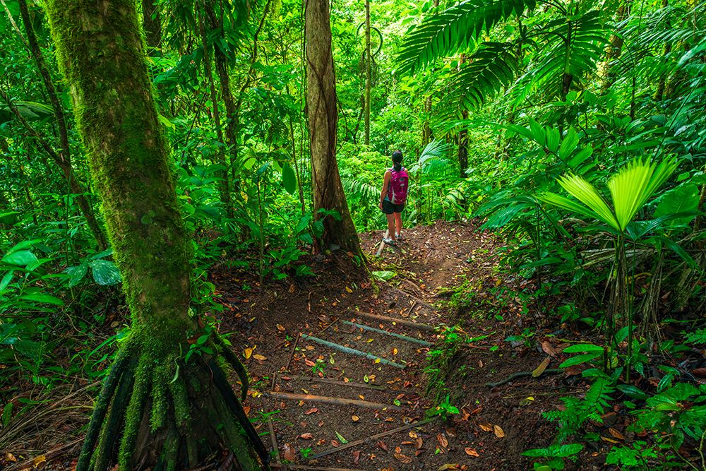 Woman exploring on a jungle trail, Alajuela Province, Costa Rica. art print by Russ Bishop for $57.95 CAD
