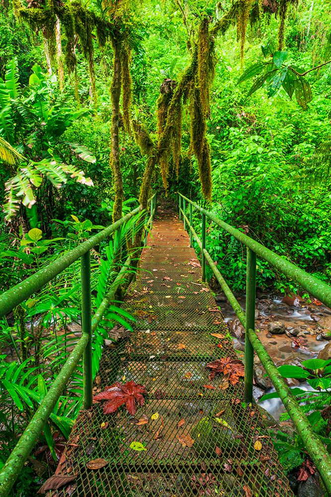 Bridge over a jungle stream, Alajuela Province, Costa Rica art print by Russ Bishop for $57.95 CAD