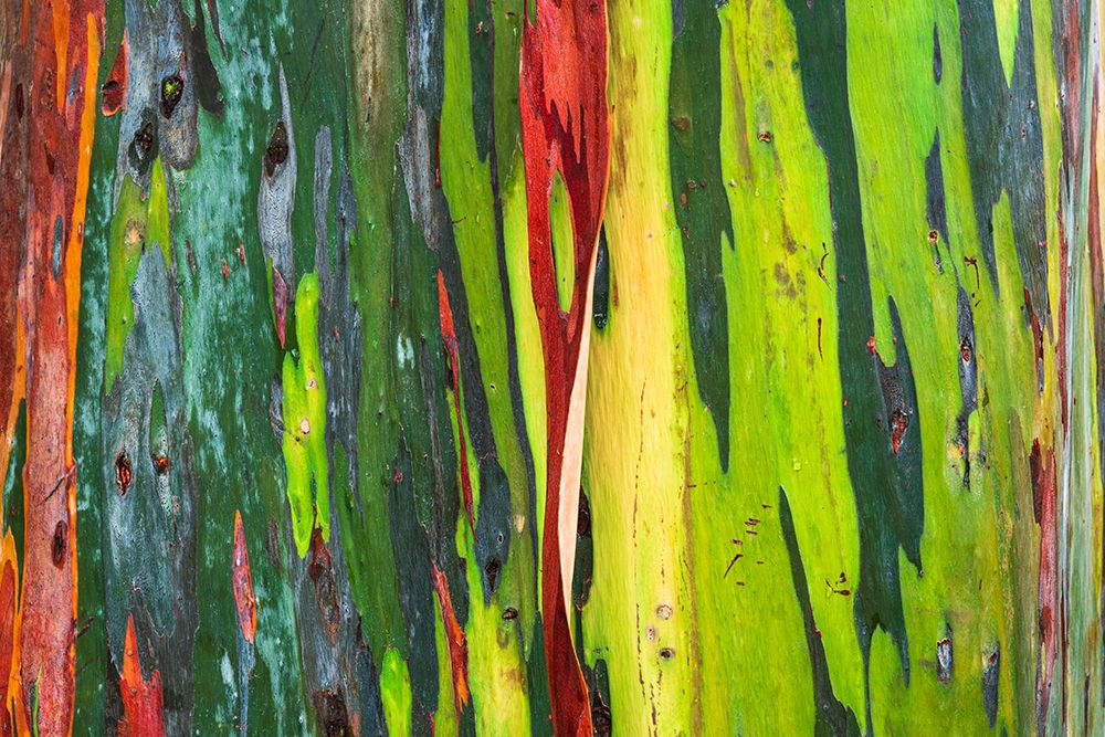 Rainbow Eucalyptus, Arenal Volcano National Park, Alajuela Province, Costa Rica art print by Russ Bishop for $57.95 CAD