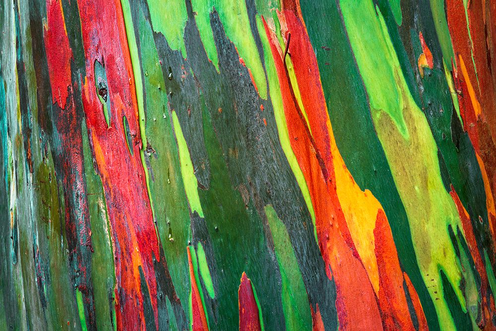 Rainbow Eucalyptus, Arenal Volcano National Park, Alajuela Province, Costa Rica art print by Russ Bishop for $57.95 CAD