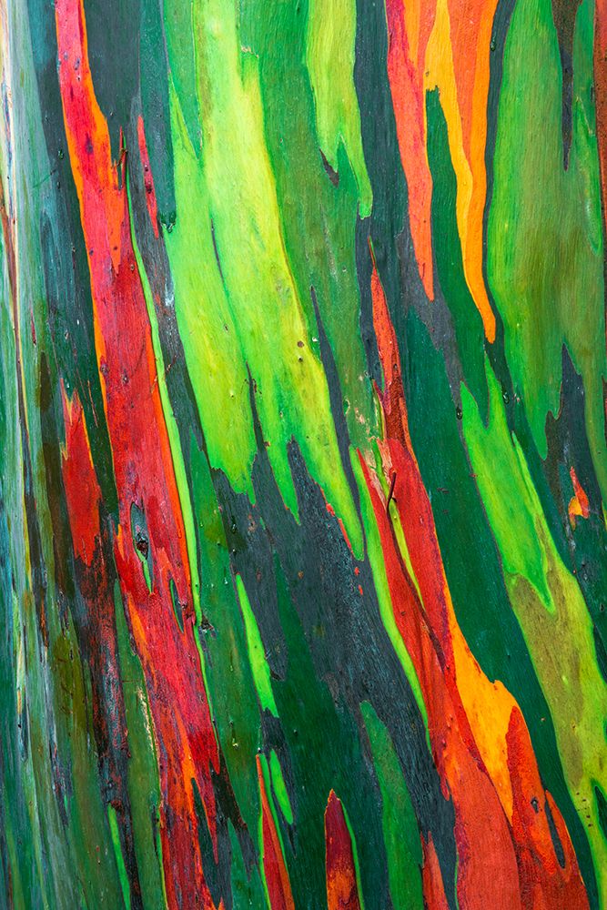 Rainbow Eucalyptus, Arenal Volcano National Park, Alajuela Province, Costa Rica art print by Russ Bishop for $57.95 CAD