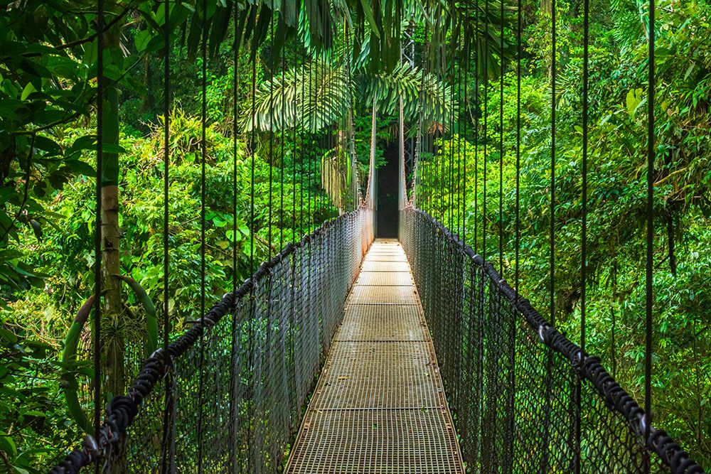 Suspension bridge at Mistico Hanging Bridges, Alajuela Province, Costa Rica. art print by Russ Bishop for $57.95 CAD