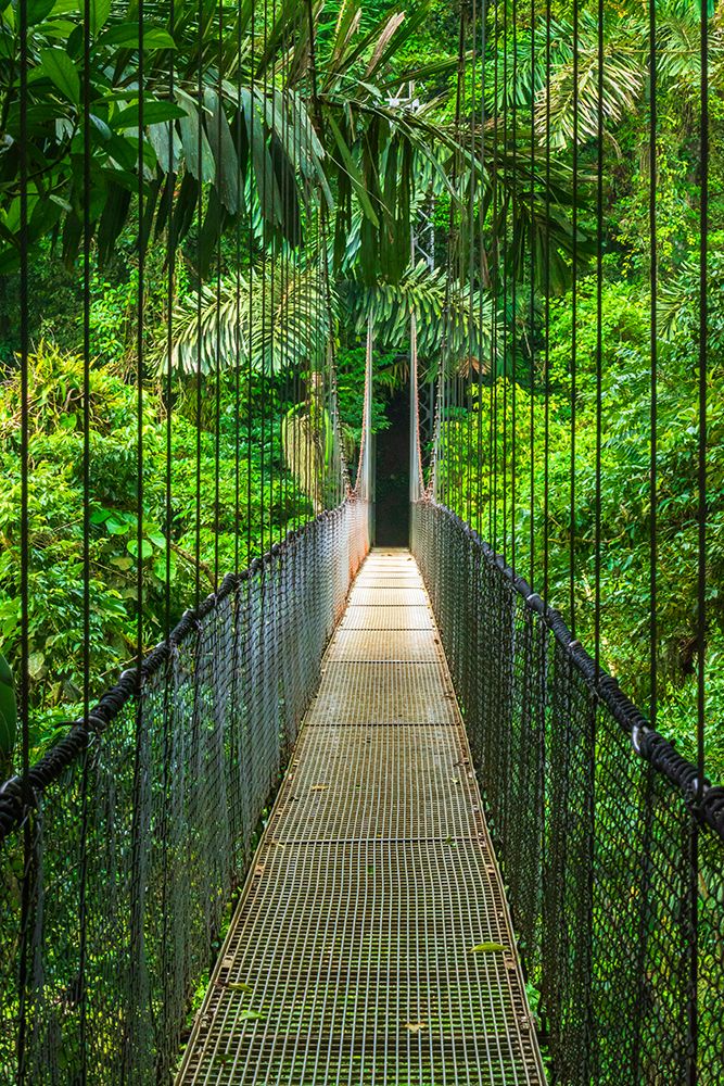 Suspension bridge at Mistico Hanging Bridges, Alajuela Province, Costa Rica art print by Russ Bishop for $57.95 CAD