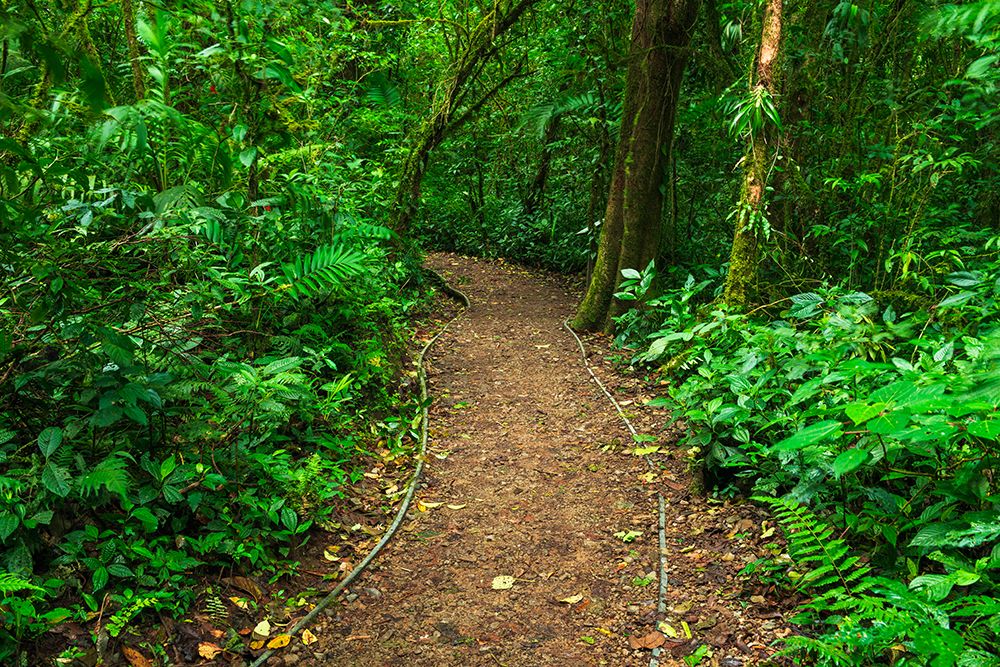 Trail in the Monte Verde Cloud Forest Preserve, Alajuela Province, Costa Rica art print by Russ Bishop for $57.95 CAD