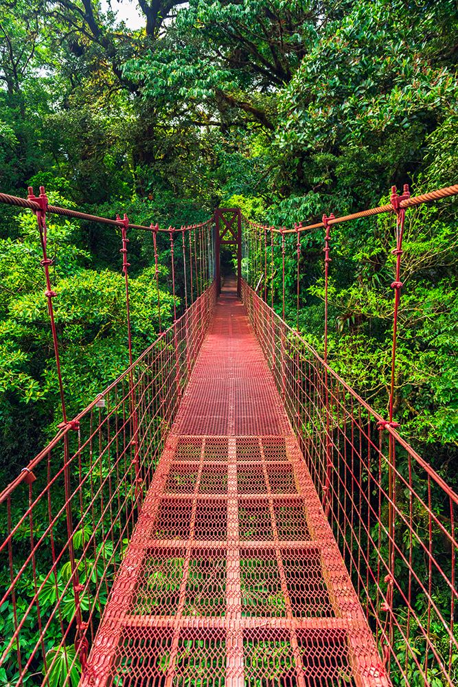 Hikers on a red suspension bridge, Monte Verde Cloud Forest Preserve, Alajuela Province, Costa Rica art print by Russ Bishop for $57.95 CAD