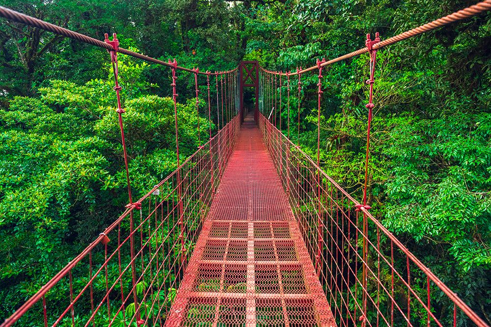 Hikers on a red suspension bridge, Monte Verde Cloud Forest Preserve, Alajuela Province, Costa Rica art print by Russ Bishop for $57.95 CAD