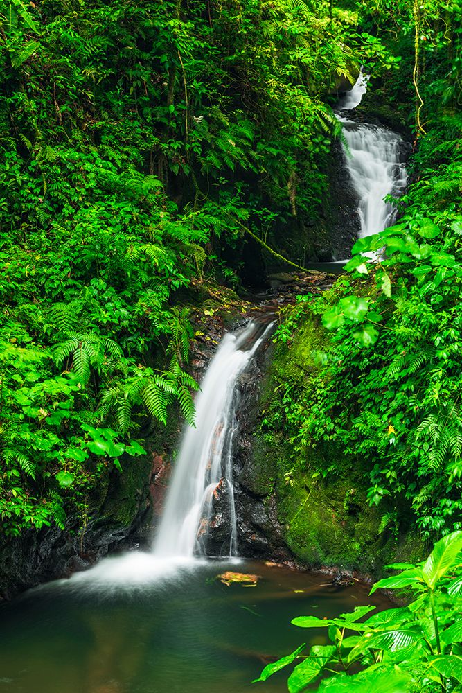 Waterfall in Monte Verde Cloud Forest Preserve, Alajuela Province, Costa Rica art print by Russ Bishop for $57.95 CAD