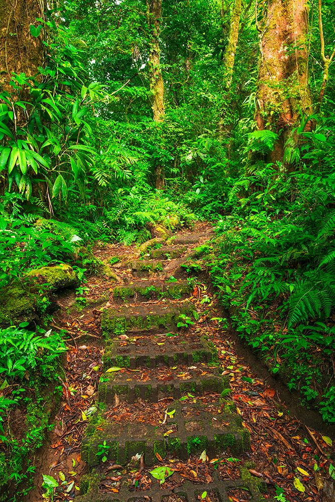 Forest trail at the Monte Verde Cloud Forest Preserve, Alajuela Province, Costa Rica art print by Russ Bishop for $57.95 CAD