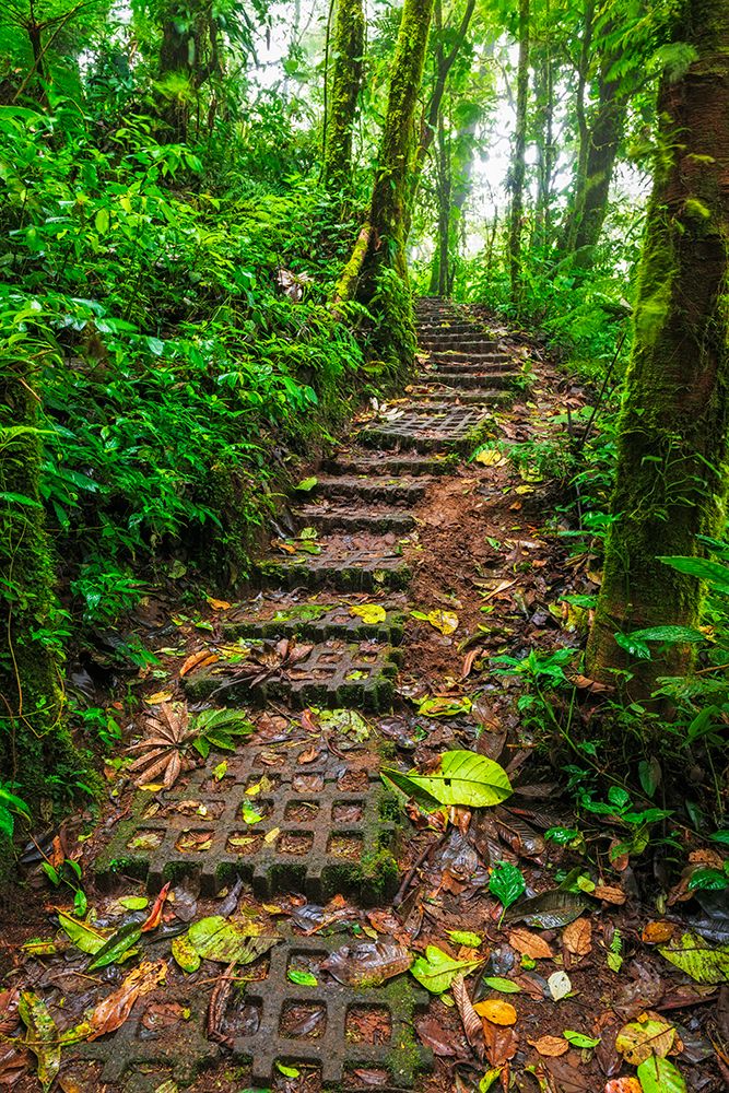 Forest trail at the Monte Verde Cloud Forest Preserve, Alajuela Province, Costa Rica art print by Russ Bishop for $57.95 CAD