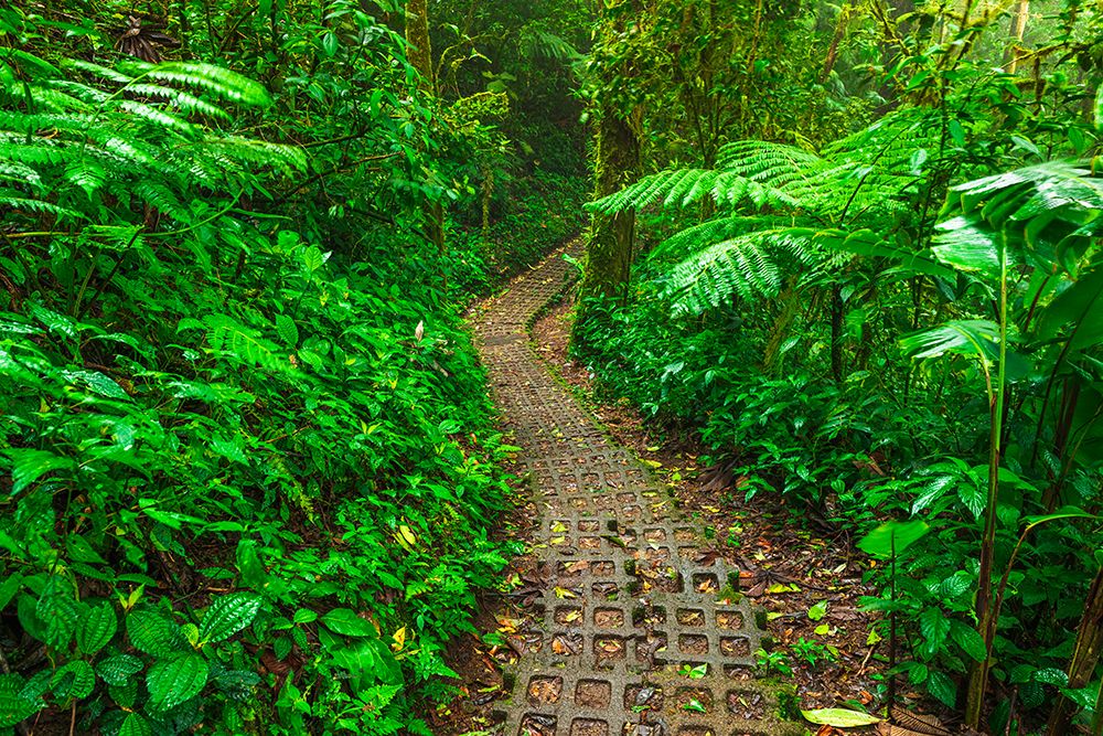 Forest trail at the Monte Verde Cloud Forest Preserve, Alajuela Province, Costa Rica art print by Russ Bishop for $57.95 CAD