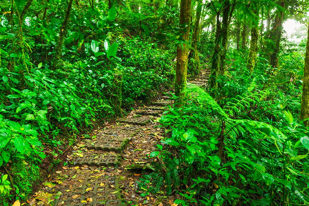 Forest trail at the Monte Verde Cloud Forest Preserve, Alajuela Province, Costa Rica art print by Russ Bishop for $57.95 CAD