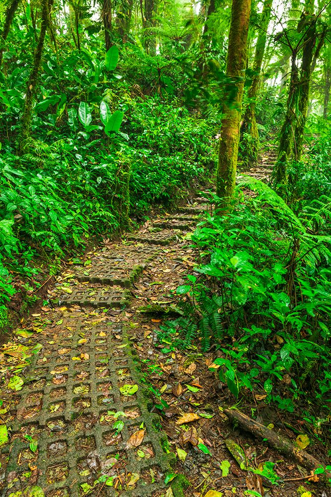 Forest trail at the Monte Verde Cloud Forest Preserve, Alajuela Province, Costa Rica art print by Russ Bishop for $57.95 CAD