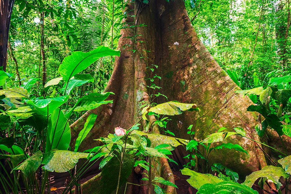 Ceiba tree, Carara National Park, Puntarenas Province, Costa Rica art print by Russ Bishop for $57.95 CAD