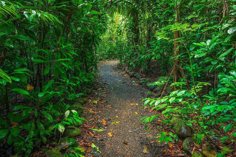Rainforest trail, Carara National Park, Puntarenas Province, Costa Rica art print by Russ Bishop for $57.95 CAD